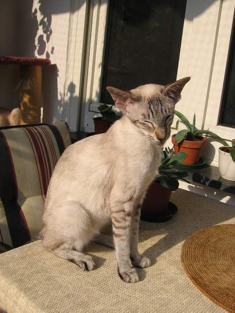 damodar 043